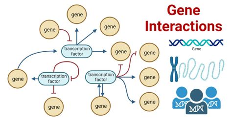 epitasi|Epistasis — the essential role of gene interactions in the structure ...